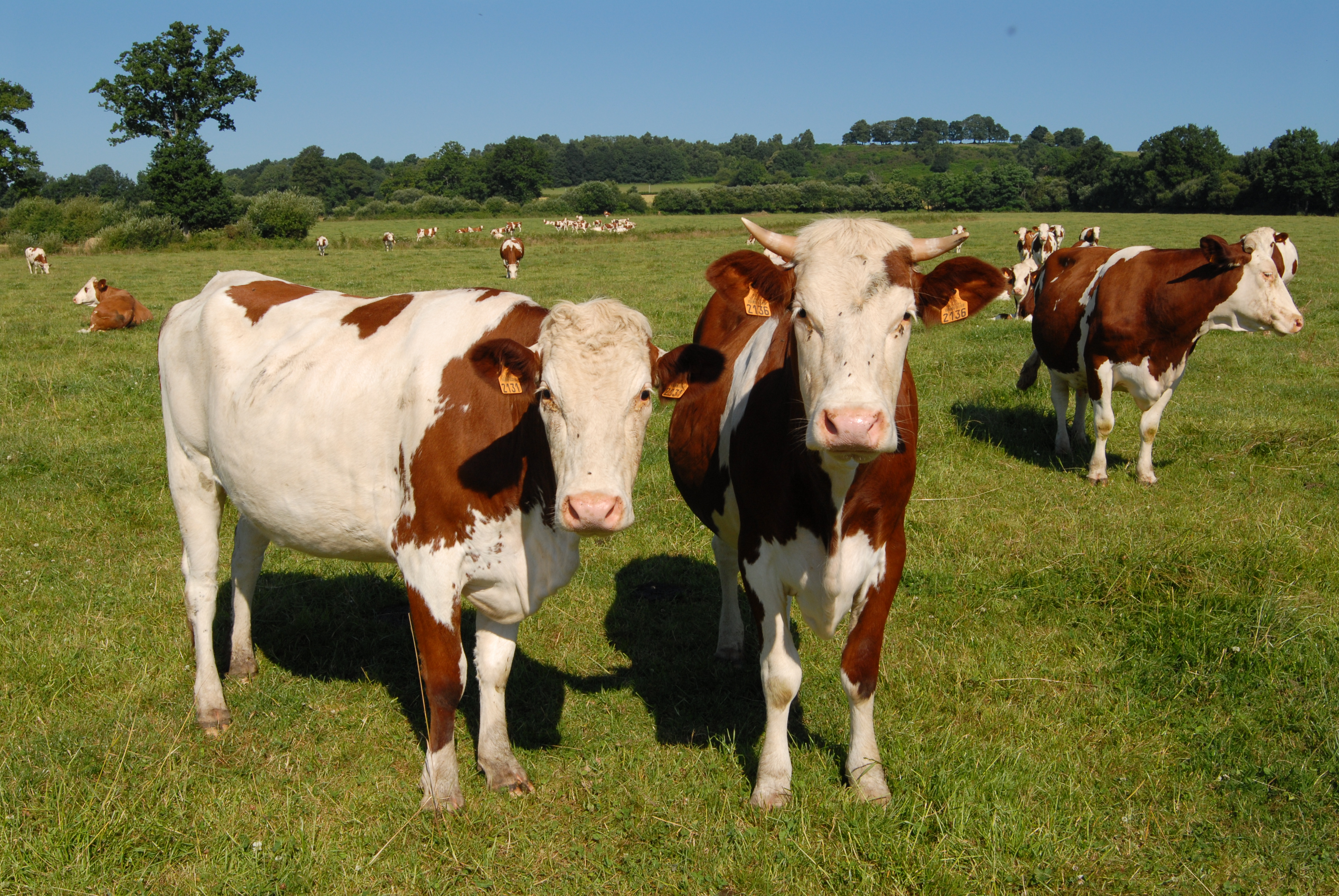 vaches laitières