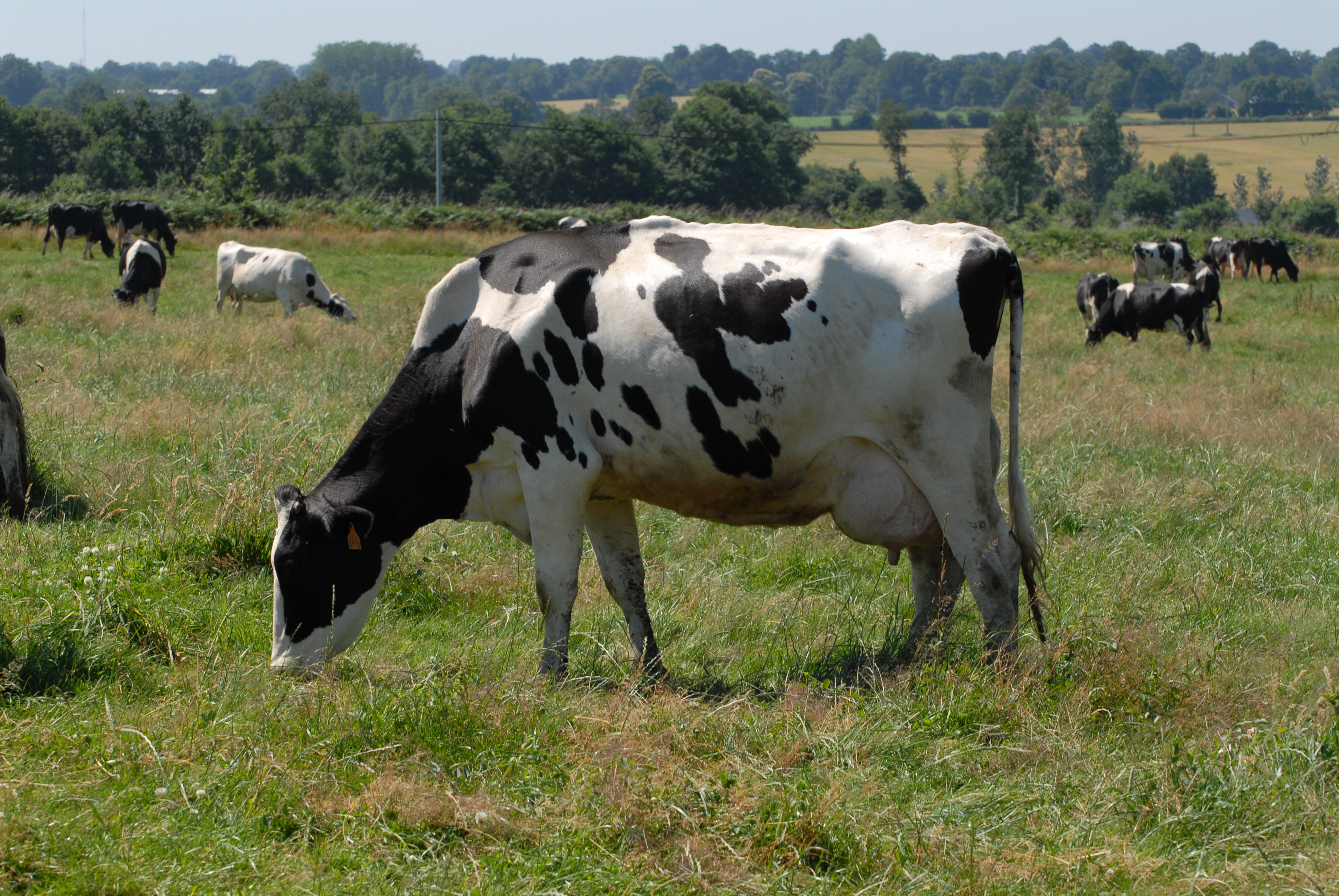 vache laitière
