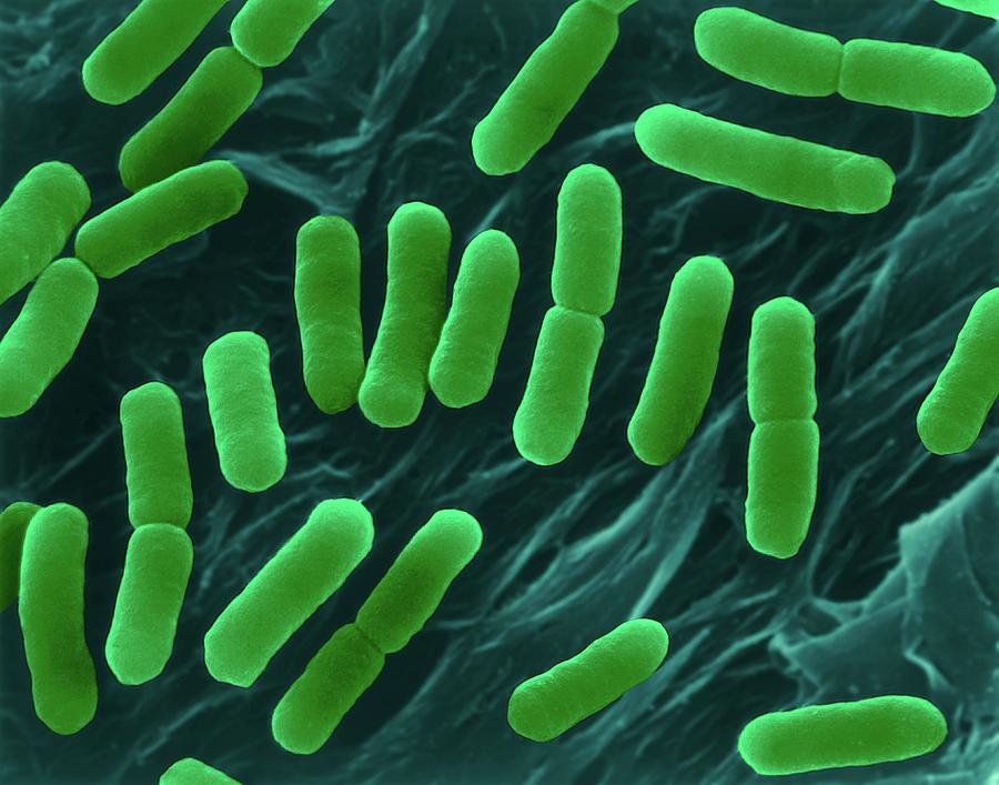 E. coli