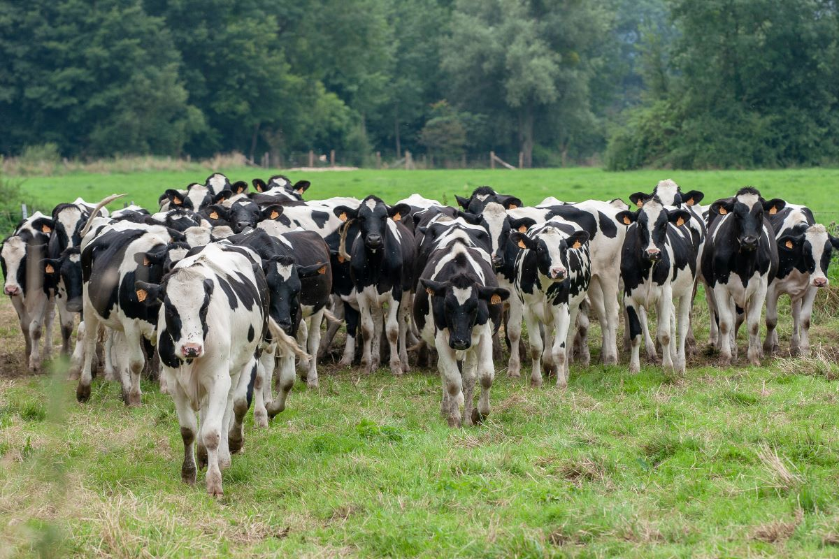 vaches au pré