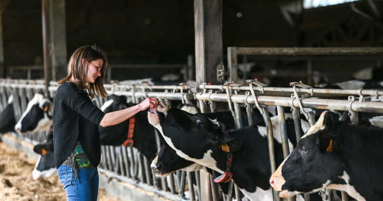 vétérinaire et vaches