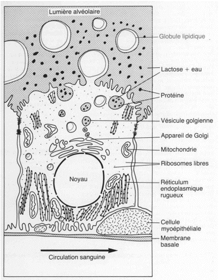 FIG3. ORGANISATION D’UNE CELLULE ÉPITHÉLIALE MAMMAIRE BOVINE DIFFÉRENCIÉE (JAMMES, 1988)