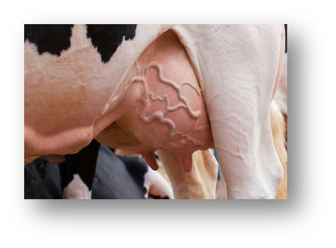 La lactogénèse ou développement de la capacité de sécrétion de lait