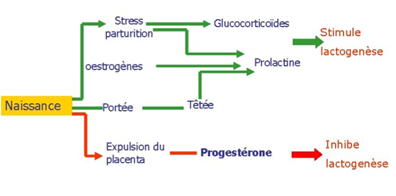 FIG2 : SCHÉMA DU CONTRÔLE HORMONAL DE LA LACTATION CHEZ LES MAMMIFÈRES. 