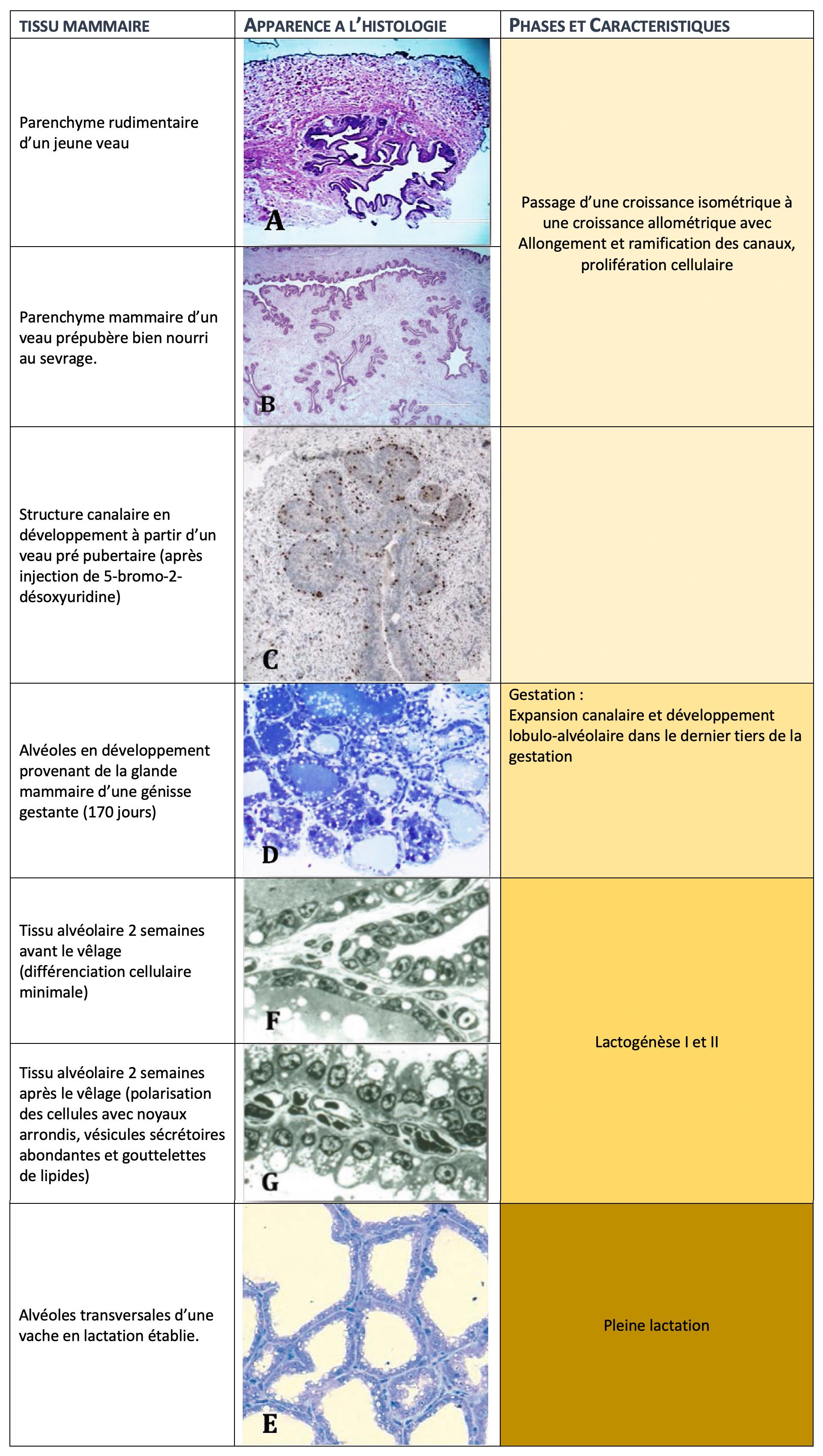 FIGURE 1. APERÇU DE LA CROISSANCE ET DU DÉVELOPPEMENT MAMMAIRE DES BOVINS (d’après R.M. Akers,2017).