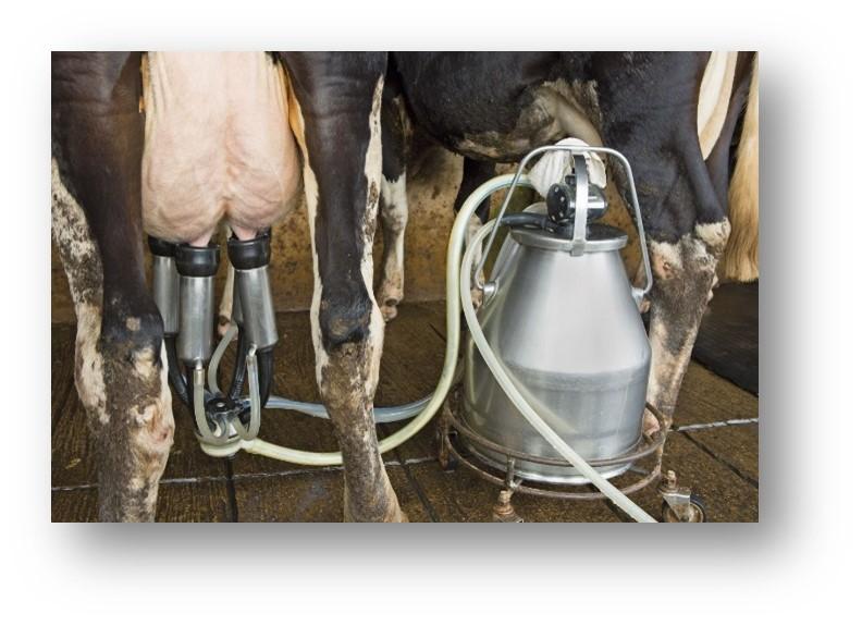 FIG3.MISE EN PRATIQUE DE LA TRAITE INDIVIDUELLE DES VACHES ATTEINTES DE MAMMITES.