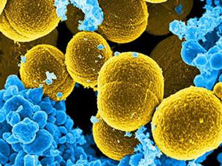 staphylocoques coagulase négative