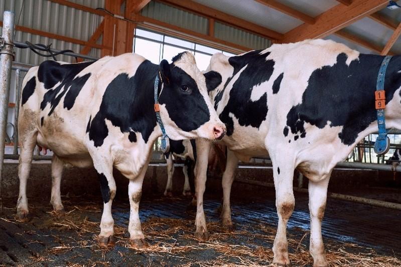 Dairy cows